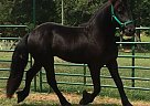 Friesian - Horse for Sale in Gray Court, SC 29645