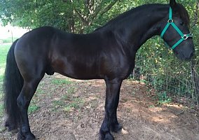 Friesian (Friesian, Stallion) in Gray Court, SC