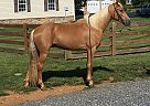 Golden Walking Horse For Sale Miner