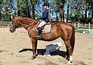 2002 Holsteiner / Thoroughbred X Chivers