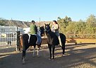 CF Summer SUN Paint Gelding