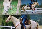 Quarter Horse for Sale in Blanchard, Pennsylvania Quarter Horse for Sale in Blanchard, Pennsylvania