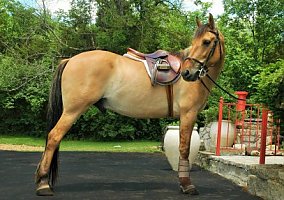 Mustang (Mustang, Gelding) in Lebanon, OH