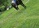 Thor - Gelding in Charleston, WV Thor - Gelding in Charleston, WV