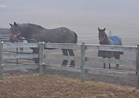 Draft (Percheron, Belgian, Clydesdale, Shire) (Draft (Percheron, Belgian, Clydesdale, Shire), Gelding) in Oley, PA