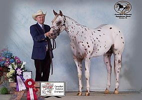 Leopard Stallion My Friend
