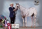 Appaloosa Stallion for Sale in Tubac, Arizona Appaloosa Stallion for Sale in Tubac, Arizona