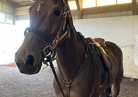Ottb (Thoroughbred, Gelding) in Medina, OH
