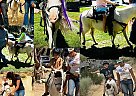 Miniature - Horse for Sale in Pearblossom, CA 93553