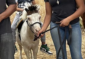 Miniature Horse (Miniature Horse, Mare) in Pearblossom, CA