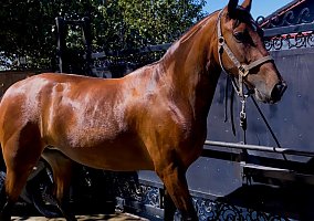 Andalusian / PRE (Andalusian / PRE, Mare) in Yucaipa, CA