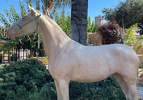 Andalusian / PRE (Andalusian / PRE, Mare) in Yucaipa, CA