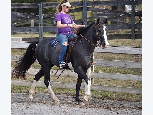 Well Bred 7 YO TWH Gelding