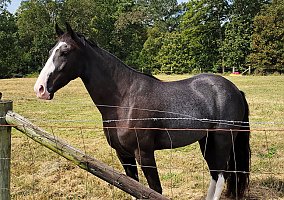 Tennessee Walking (Tennessee Walking, Gelding) in Ooltewah, TN