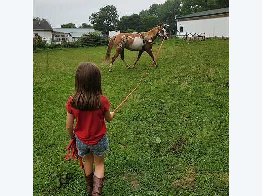10 Year old Quarter Horse