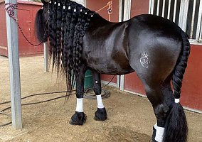 Friesian