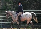AraAppaloosa Mare for Sale in Richmond, Virginia AraAppaloosa Mare for Sale in Richmond, Virginia