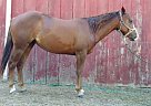 Quarter Horse - Horse for Sale in Grand Ledge, MI 48837