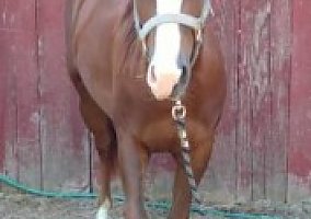 Quarter Horse (Quarter Horse, 12 yrs) in Grand Ledge, MI