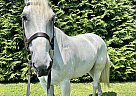 Percheron - Horse for Sale in Phoenixville, PA 19460