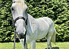 Percheron - Horse for Sale in Phoenixville, PA 19460 Percheron - Horse for Sale in Phoenixville, PA 19460