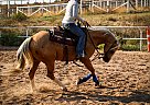 Julio - Gelding in Fountain, CO Julio - Gelding in Fountain, CO
