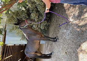 Mustang (Mustang, Mare) in Greensboro, NC