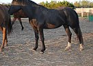 Black Beauty Half Arabian
