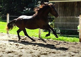 Beautiful Friesian Sport Horse Friesian Mare