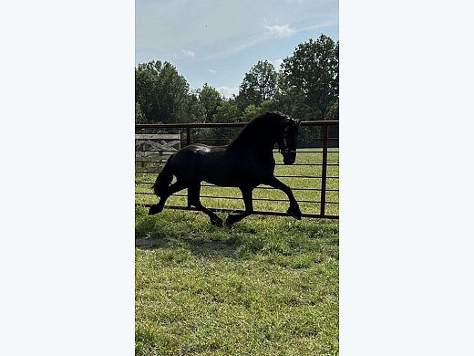 9 Year Old Friesion Stallion
