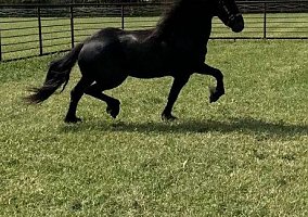 Friesian (Friesian, Mare) in Jacksonville, FL