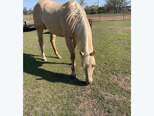 APHA Registered Filling