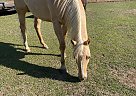 Paint - Horse for Sale in Gay, GA 30218 Paint - Horse for Sale in Gay, GA 30218
