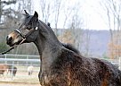 Miniature - Horse for Sale in Sugarloaf, PA 18249