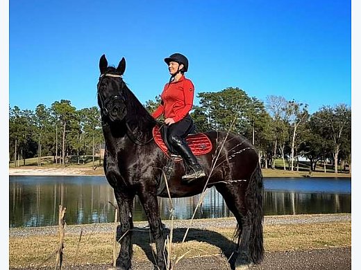 Beautiful Fairytale Friesians
