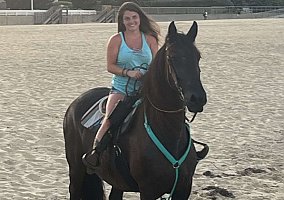 Friesian (Friesian, Mare) in Jacksonville, FL