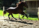 Friesian - Horse for Sale in Saint-Lazare, QC J7T 2K2 Friesian - Horse for Sale in Saint-Lazare, QC J7T 2K2