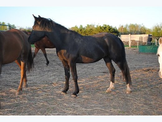 Black Beauty