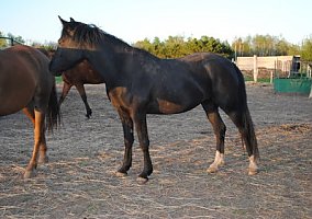 Arabian (Arabian, 18 yrs) in Duluth, MN