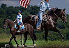 Percheron - Horse for Sale in Auburn, KY 42206