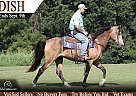 Tennessee Walking - Horse for Sale in Parkers Lake, KY 62634