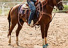 SLASH - Gelding in Fountain, CO SLASH - Gelding in Fountain, CO