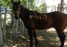 - Gelding in Odessa, TX - Gelding in Odessa, TX