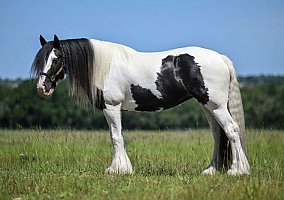 Gypsy Vanner