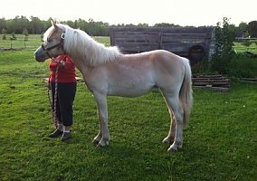 Haflinger