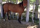 Freckles - Mare in Odessa, TX Freckles - Mare in Odessa, TX
