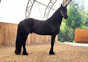 Friesian (Friesian, Gelding) in Jacksonville, FL