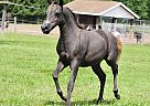 Shetland Pony - Horse for Sale in Sugarloaf, PA 18249