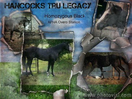 Hancocks Tru Legacy