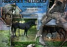 Paint - Horse for Sale in Dunnellon, GA 34433 Paint - Horse for Sale in Dunnellon, GA 34433